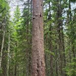 Häähninmäki